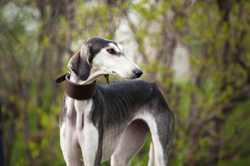 Portrait of a gray dog saluki breed brown collar on a background of nature