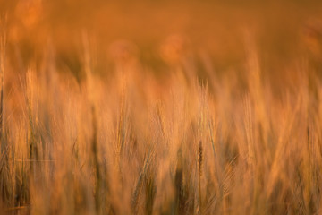 Blurred and defocused winter rye, grass and cereal plant field against sunlight shortly before sunset. Glowing yellow pink golden red purple colour from natural light at dusk background and wallpaper.