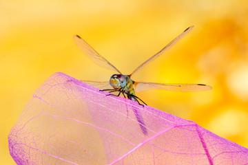 Macro shots, showing of eyes dragonfly and wings detail. Beautiful dragonfly in the nature habitat.