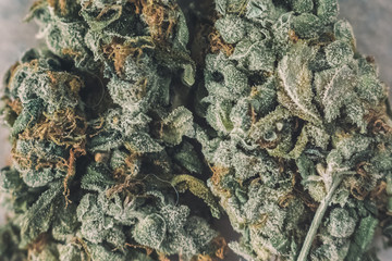 marijuana, cannabis macro trichomes Sativa and Indica thc flower . Concepts the legalization of...