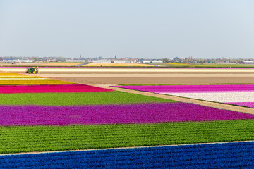 Huge fields of blooming flowerbeds of tulips, hyacinths, narcissus the Netherlands during springtime