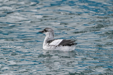 Icelandic Black Guillemot