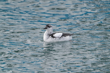 Icelandic Black Guillemot