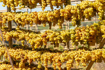 Sun raisings grapes drying hanging on special drying racks of Archanes region vineyards, Heraklion, Crete, Greece. Sun raising production concept.