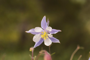 Fototapeta premium Wildflowers of Crested Butte