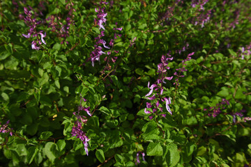 Obraz na płótnie Canvas Purple Mint Spur-flower Flowering Plants (Plectranthus sp.), Pretoria, South Africa