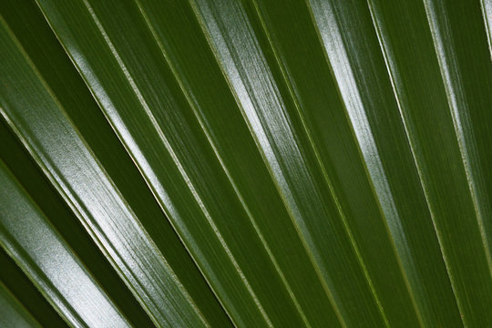 Latan Fan Palm Leaf Close-up Frame (Latania lontaroides), Pretoria, South Africa