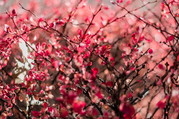 Obraz premium red bush