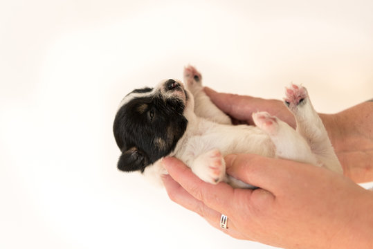 Jack Russell Terrier puppy dog 14 days old.