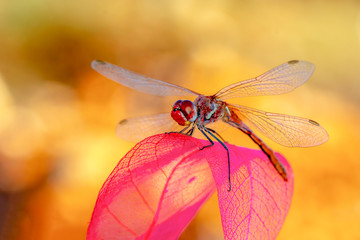 Macro shots, showing of eyes dragonfly and wings detail. Beautiful dragonfly in the nature habitat.