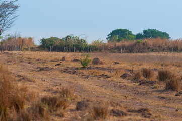 Fototapeta na wymiar large birds native to the Brazilian Cerrado