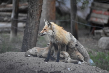 mom fox with babies