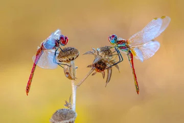 Fototapete Makroaufnahmen, Darstellung von Augenlibellen und Flügeldetails. Schöne Libelle im Naturlebensraum. © blackdiamond67
