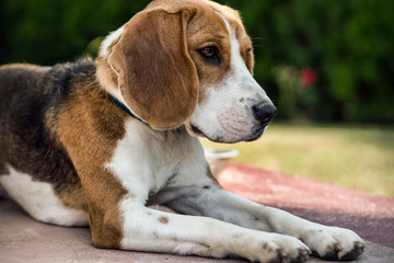Beautiful portrait of an adorable beagle dog sitting outdoor.