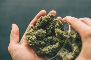Flowers of cannabis marijuana weed lie on a dark background top view Cones of cannabis