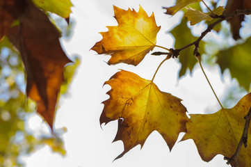 Golden maple leaf in the sunlight