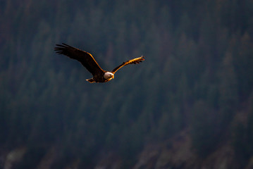 Bald Eagle Hunting In The Evening