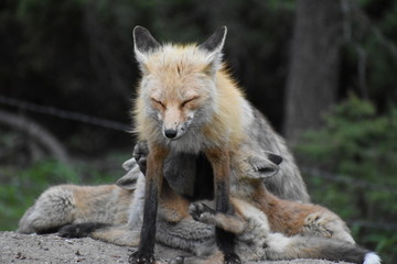 Naklejka premium mom fox with babies