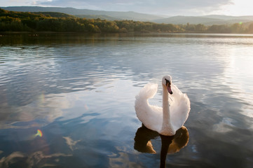 white swans on an autumn lake on a sunny day