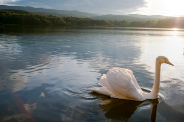 white swans on an autumn lake on a sunny day
