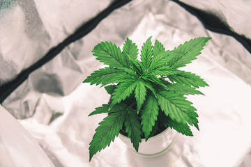 Vegetation of Cannabis Growing. Top view. Marijuana in grow box / tent. Cannabis Plant Growing....