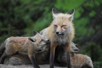 Naklejka na ściany i meble mom fox with babies