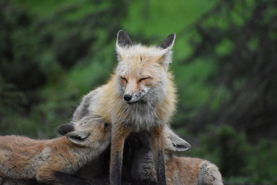 mom fox with babies