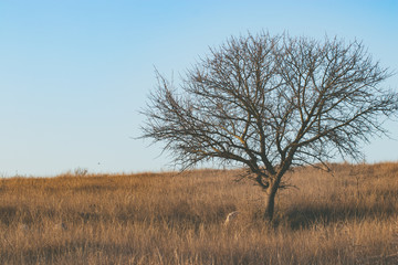 A lonely tree in a field of yellow grass
