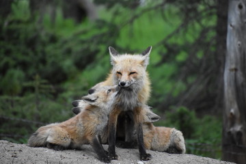 mom fox with babies