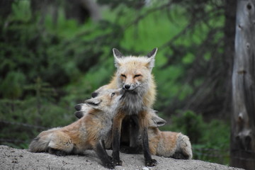 Naklejka na ściany i meble mom fox with babies