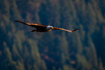 Evening Flight Of A Bald Eagle