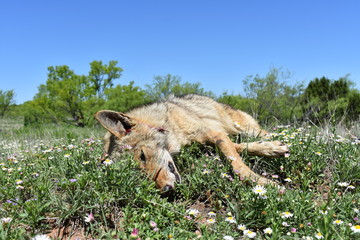 dead coyote