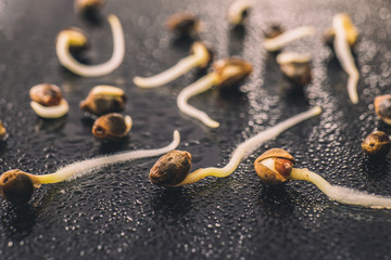 Sale of cannabis seeds. Cannabis seeds. Germinated cannabis seed. close-up macro. Macro photo...