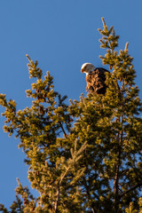Bald Eagle Perched In A Tree