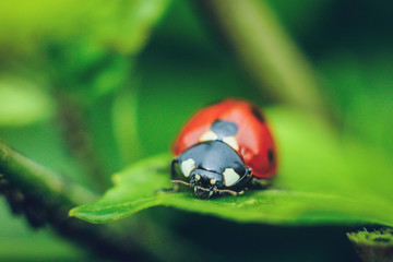 Close up of ladybug crawling on a green leaf, macro photography.	