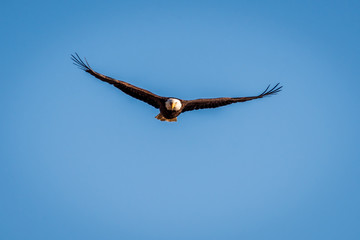 Bald Eagle In Search Of Food