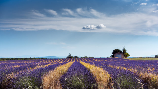 Lavender 51