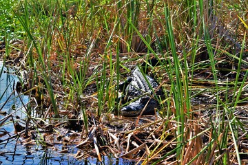 Everglades aligator warming up it's body in the sun