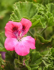  garden plants and flowers