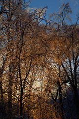 Thick ice covering trees after a freezing rain storm in Toronto