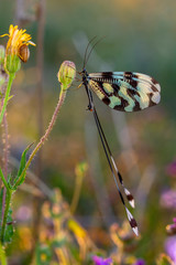 Closeup beautiful butterfly in a summer garden