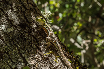 lizard on a tree