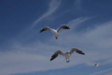 bird
