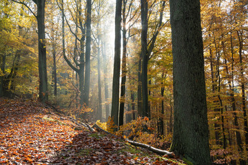 Sonnenschein und Nebel in Herbstwald