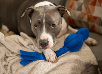 pitbull is guarding his favorite toy
