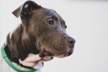 pitbull pup gets a close up head shot