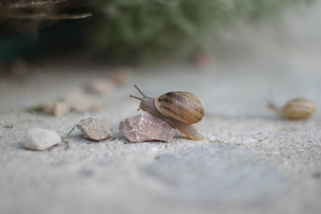 snail