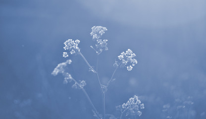 Klassischer blauer Hintergrund, Kopienraum. Farbe des Jahres 2020. Naturblumenhintergrund. © NataliaArkusha