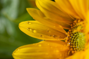 Obraz premium beautiful sunflower plant in the garden