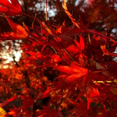 red maple leaves in autumn